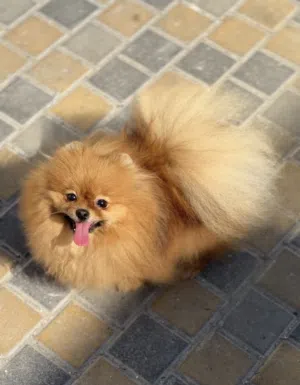 11 months orginal female pomeranian