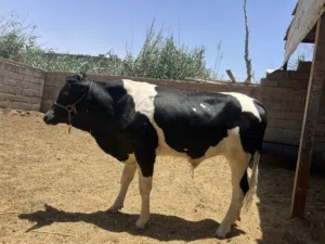 عجل استرالي سمين