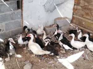 بط مصري منتج