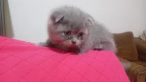 سكوتش فولد كتن عمر شهرين للبيع