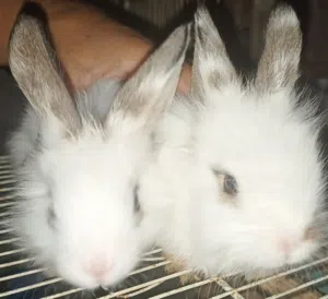 Rabbit Beautiful 3 pair for sale