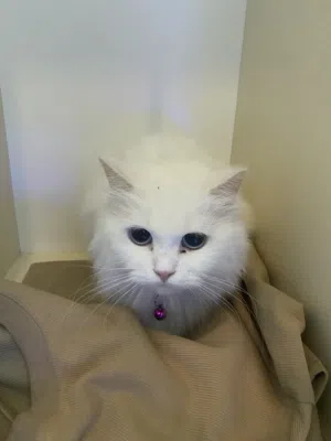 بزون شيرازي
