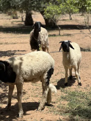 نعجه هجين عشرة سنها سداس 2خرفان عمارهم4شهور