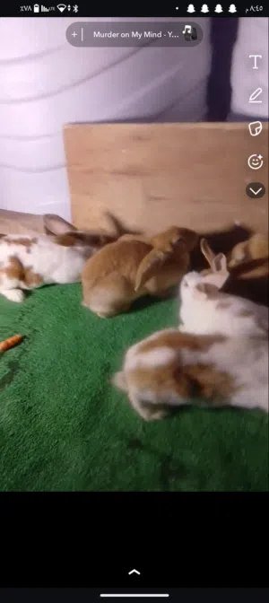 متاح ارانب هجين بابون عدد 3 وهجين الماني 3