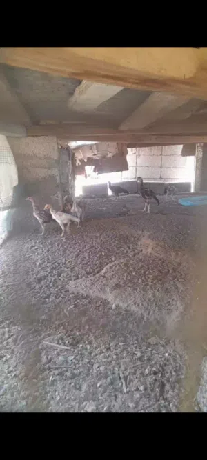 مجموعة طيور للبيع