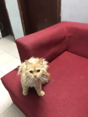 قطه شرازي للبيع بيعه سريعه