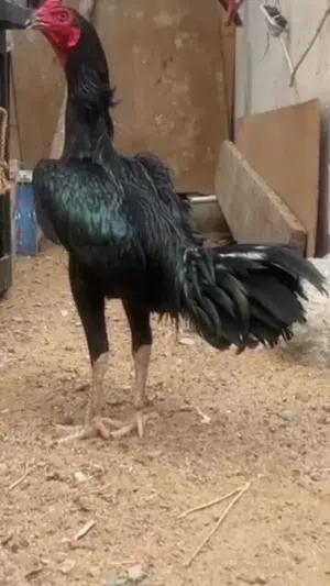 ديك شامو اسود