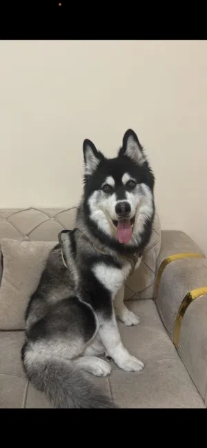 Malmot hasky