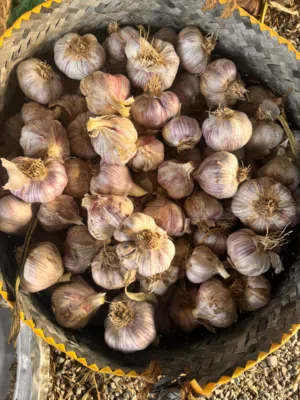 ثوم عماني فريش