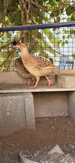 زوج صفارد باكستانية الحجم الجامبو