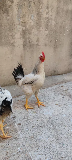 ديوك من نوع لايت ساسكس للبيع او  للبدل ع جاج من نفس النوع او ديك زجاج من نوع آخر