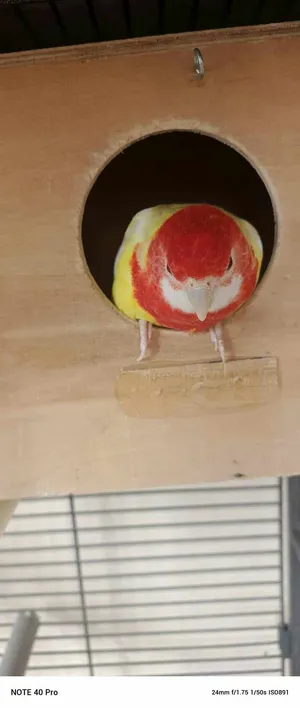 Parrots1