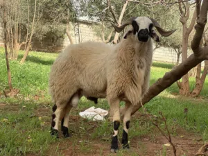 فحل وطني هجين جزائري ماشاءالله لاقوة إلا بالله للبيع لأي استفسار التواصل على الرقم المكتوب