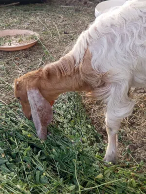 سخل باقستاني