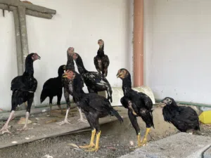 للبيع فقط ..