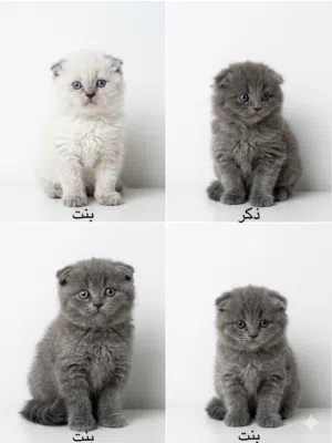 “Pure Scottish Fold Himalayan Kitten”