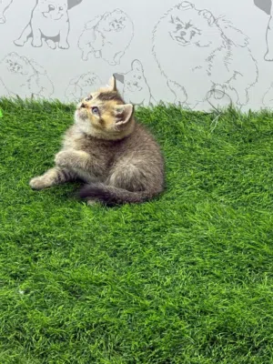 أنثى بريتش