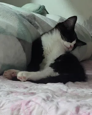 Male kitten for adoption 4 months old with his things قطه للتبني ذكر 4 شهور مع أغراضه