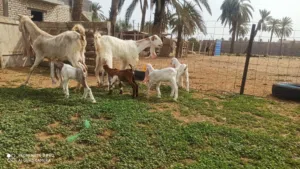 زوز معزات حجازي للبيع