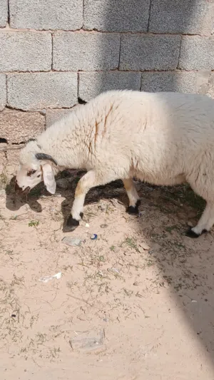 خروف ربي بارك
