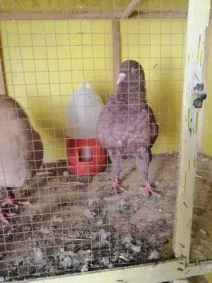 جوز بواقي 7 كنغ عملاق مادبا