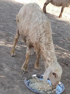 ‏غنم‏3