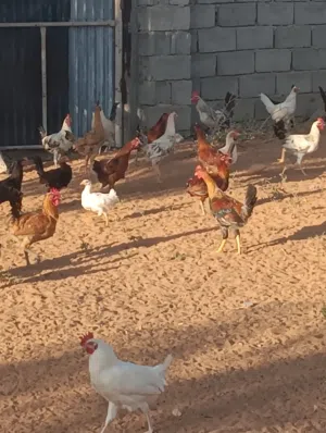 فراريج عربيات....