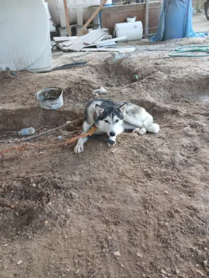هاسكي صغير انثى 4 شهور