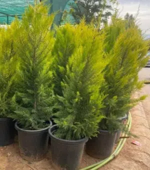بعد إذن الإدارة متوفر لدينا شجر زنزلخت الشماسي إيطالي أنثى ارتفاع من 180 سم إلى 250 سم سعر الشجره 6