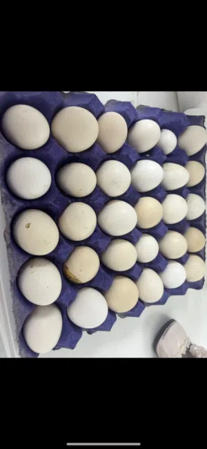 بيض طازج للبيع