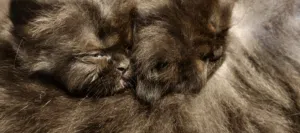 قطط الاب رادغول ذكر  مع قطط اثنين اناث