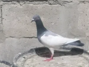 طيور حمام للبيع
