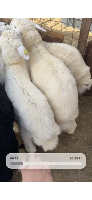 ذبايح حري ع 1350