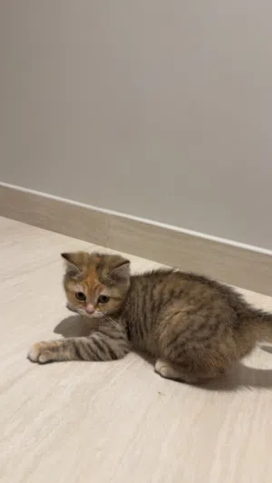 برايس شورت هير