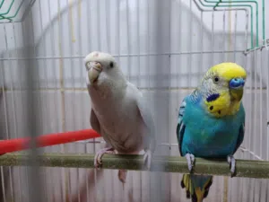 زوج بادجي منتج معا القفص