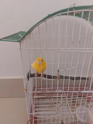 عصفور كناري