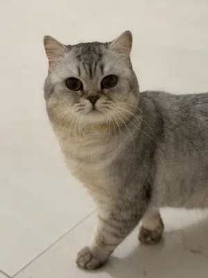 سكوتش سيلڤر شيدد مستوى فخم