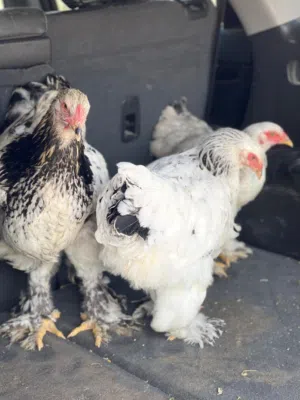 اعتاتيق براهما للبيع عمرهم خمسه شهور ونص