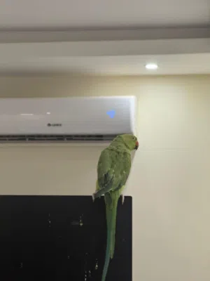 طيورجميلة للبيع عالسوم مع اكلهم و اقفاصهم