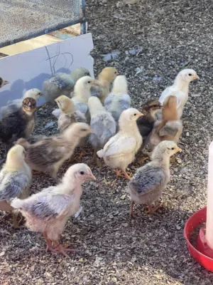 صيصان دجاج فرنسي الابيض والاحمر العمر 14 يوم  صور الامهات موجوده  توصيل موجود   لتواصل علا الواتساب