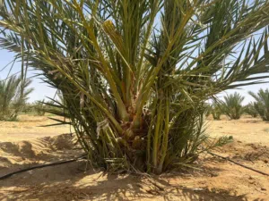 Farm Land for Sale in Salt Al Balqa'