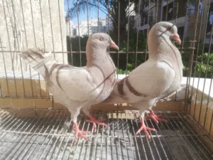 حمام لاحم سلفر فرنساوى