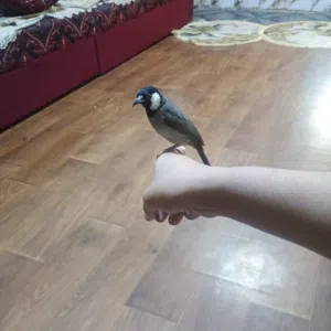 سلا م عليكم بلبل للبيع اليف طينه
