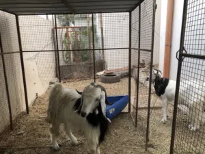 تيس للبيع السعر ثابت