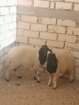 زوز فطايم وطنيات عمر 3\4 شهور نظاف الله يبارك  فطايم عودهم باهي عز ماتكسب