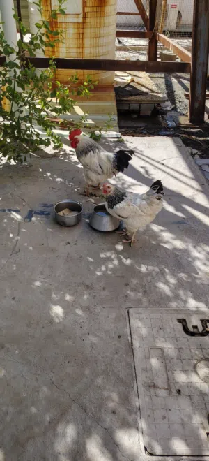 دجاجه وديج للبيع