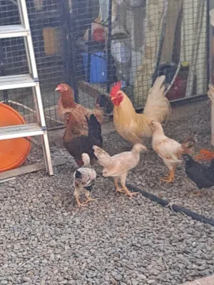 ديك ودجاج حبحب ودجاجه عاديه مع خمسه فروخ بياض