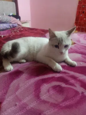 قط ولد شيرازي مخلط تركي روسي 10 شهور