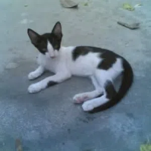 Mohamed Hassan 