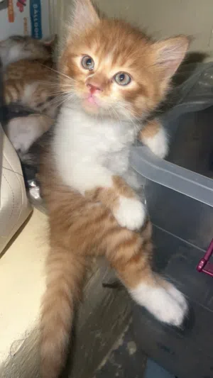 Cat for adoption